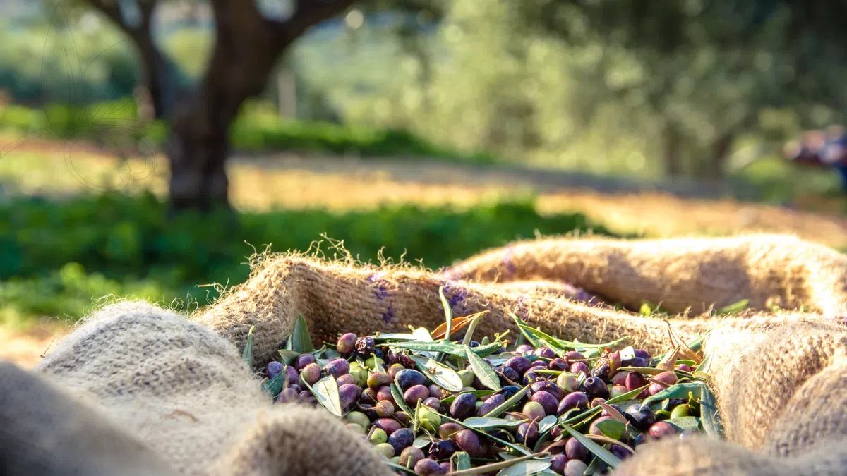 Organik Zeytin Nasıl Yetiştirilir?