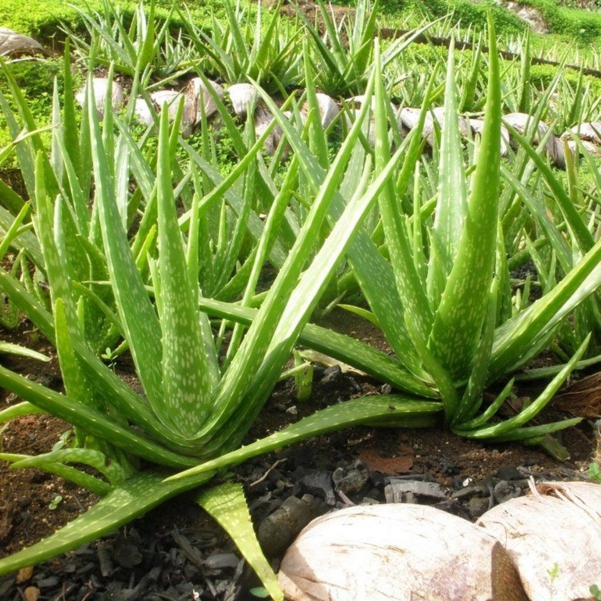Aloe Vera Fideleri