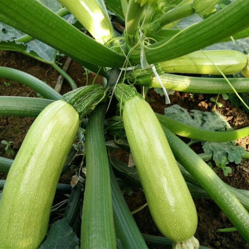 Kabak Fideleri