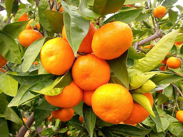 Mandalina Fideleri