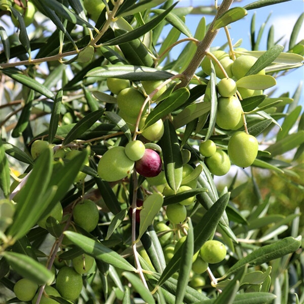Zeytin Fideleri