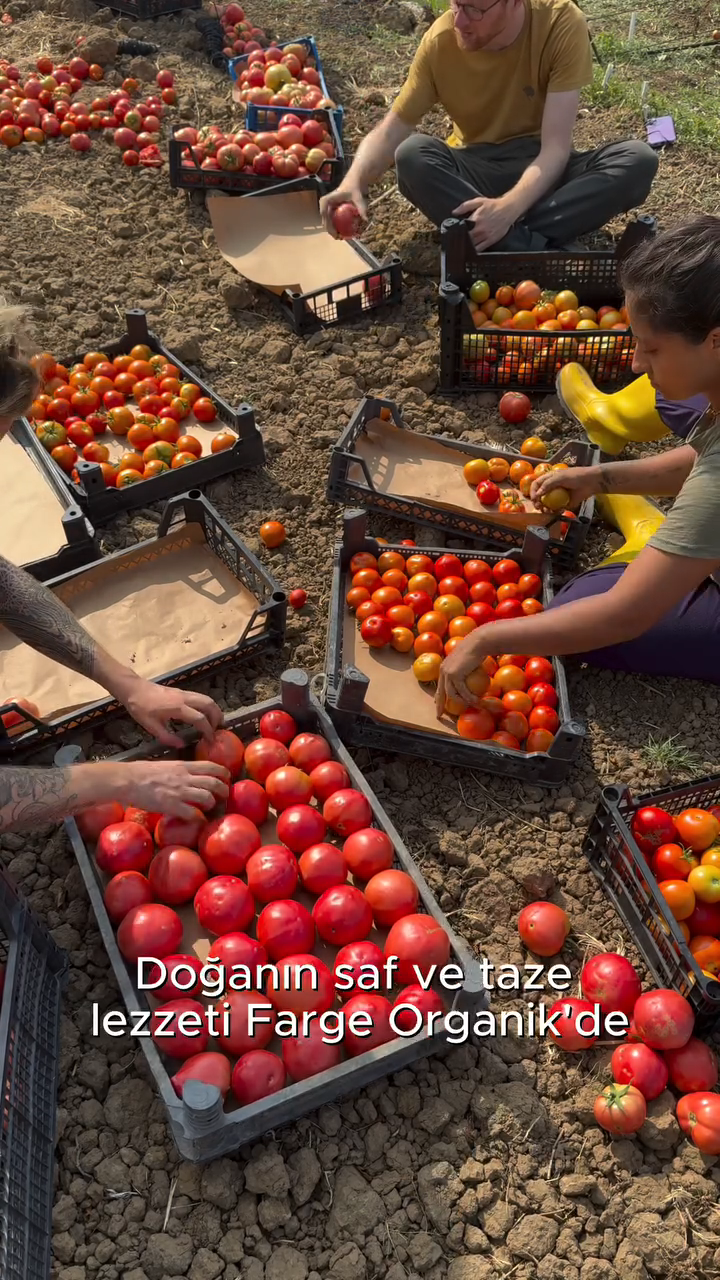 Domates Toplama